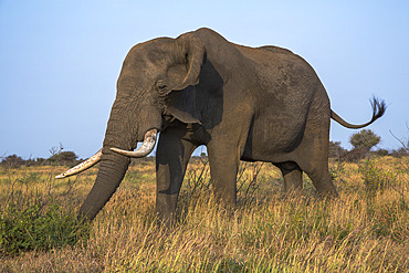 African elephant bull (Loxodonta africana), Kruger National Park, South Africa, Africa