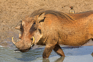 Warthog (Phacochoerus aethiopicus), with redbilled oxpecker (Buphagus erythrorhynchus) Mkhuze game reserve, KwaZulu-Natal, South Africa, Africa