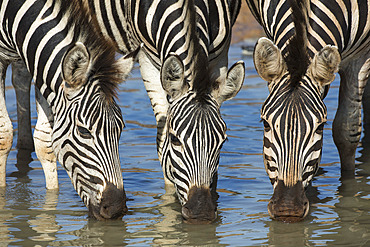 Burchell's zebra (plains zebra) (Equus burchelli) drinking, Mhkuze nature reserve, KwaZulu-Natal, South Africa, Africa