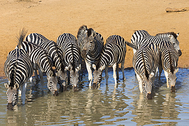 Burchell's zebra (plains zebra) (Equus burchelli) drinking, Mhkuze nature reserve, KwaZulu-Natal, South Africa, Africa