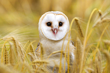 Barn owl (Tyto alba), captive, Cumbria, England, United Kingdom, Europe