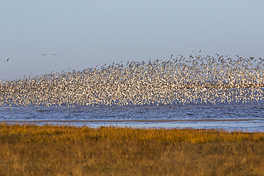 Huge flock of knot (Calidris canutus) in flight, Snettisham RSPB reserve, Norfolk, England, United Kingdom, Europe