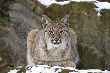 Northern lynx (Lynx lynx lynx), captive, Highland Wildlife Park, Kingussie, Scotland, United Kingdom, Europe