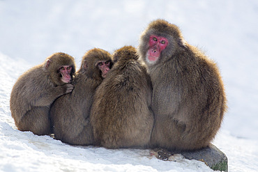 Snow monkeys (Macaca fuscata) huddling together for warmth, Japanese macaque, captive, Highland Wildlife Park, Kingussie, Scotland, United Kingdom, Europe