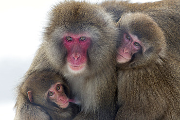 Snow monkey (Macaca fuscata) group with baby cuddling together in the cold, Japanese macaque, captive, Highland Wildlife Park, Kingussie, Scotland, United Kingdom, Europe