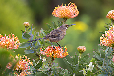 Cape sugarbird (Promerops cafer), perched on protea, Harold Porter Botanical Gardens, Western Cape, South Africa, Africa