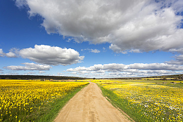 Spring wildflowers, Papkuilsfontein farm, Nieuwoudtville, Northern Cape, South Africa, Africa