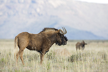 Black wildebeest (Connochaetes gnou), Mountain Zebra National Park, South Africa, Africa