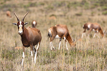 Blesbok (Damaliscus dorcas phillipsi), Mountain Zebra National Park, South Africa, Africa