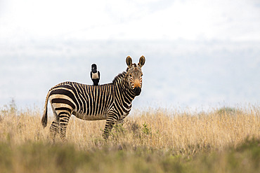 Cape mountain zebra (Equus zebra zebra), with pied crow (Corvus albus), Mountain Zebra National Park, Eastern Cape, South Africa, Africa