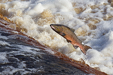 Atlantic salmon (Salmo salar) leaping on upstream migration, River Tyne, Hexham, Northumberland, England, United Kingdom, Europe