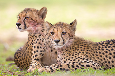 Cheetah cubs (Acinonyx jubatus), Kgalagadi Transfrontier Park, Northern Cape, South Africa, Africa