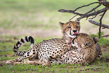 Cheetah cubs (Acinonyx jubatus), cleaning each other after eating, Kgalagadi Transfrontier Park, Northern Cape, South Africa, Africa