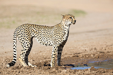 Cheetah (Acinonyx jubatus) at water, Kgalagadi Transfrontier Park, Northern Cape, South Africa, Africa