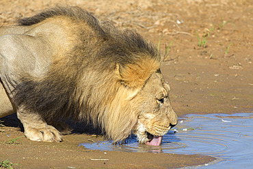 Male lion (Panthera leo) drinking from seasonal pan in the Kalahari, Kgalagadi Transfrontier Park, Northern Cape, South Africa, Africa