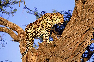 Male leopard, Panthera pardus, in a tree, in captivity, Namibia, Africa