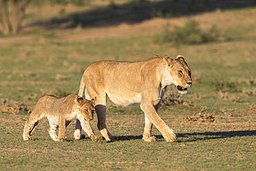 Lioness with cub (Panthera leo), Kgalagadi Transfrontier Park, Northern Cape, South Africa, Africa