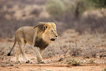 Lion (Panthera leo), Kgalagadi Transfrontier Park, Northern Cape, South Africa, Africa