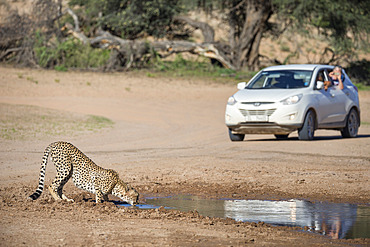 Cheetah (Acinonyx jubatus) seen on self drive safari, Kgalagadi Transfrontier Park, South Africa, Africa