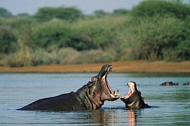 Common hippopotamuses (hippos), Hippopotamus amphibius, yawning, Kruger National Park, South Africa, Africa