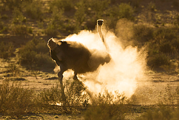 Ostrich (Struthio camelus) dustbathing, Kgalagadi Transfrontier Park, South Africa, Africa