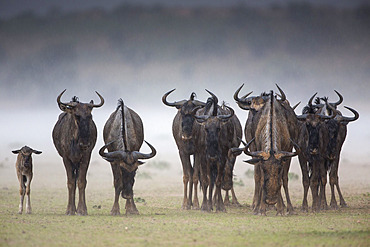 Common (blue) wildebeest (gnu), (Connochaetes taurinus), in rainstorm, Kgalagadi Transfrontier Park, South Africa, Africa