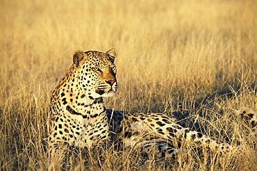 Leopard, Panthera pardus, in captivity, Namibia, Africa