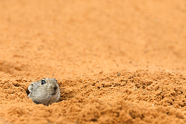 Brant's whistling rat (Parotomys brantsii) peeping out of burrow, Kgalagadi Transfrontier Park, South Africa, africa