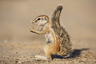 Young ground squirrel (Xerus inauris), Kgalagadi Transfrontier Park, Northern Cape, South Africa, Africa