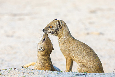 Yellow mongoose (Cynictis penicillata), Kgalagadi Transfrontier Park, Northern Cape, South Africa, Africa