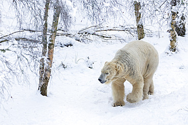 Polar bear (Ursus maritimus) male, captive, Highland Wildlife Park, Kingussie, Scotland, United Kingdom, Europe