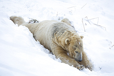 Polar bear (Ursus maritimus) male, captive, Highland Wildlife Park, Kingussie, Scotland, United Kingdom, Europe