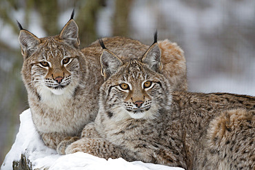 Northern lynx (Lynx lynx lynx), captive, Highland Wildlife Park, Kingussie, Scotland, United Kingdom, Europe