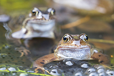 Common frogs (Rana temporaria) in spawning pond, Northumberland, England, United Kingdom, Europe