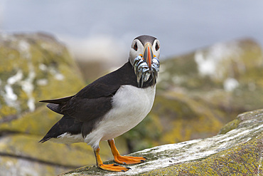 Puffin (Fratercula arctica) with sand eels, Farne Islands, Northumberland, England, United Kingdom, Europe