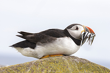 Puffin (Fratercula arctica) with sand eels, Farne Islands, Northumberland, England, United Kingdom, Europe