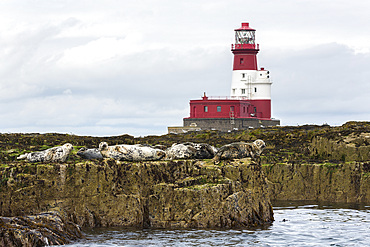 Grey seals (Halichoerus grypus) near Longstone lighthouse, Longstone Rock, Farne Islands, Northumberland, England, United Kingdom, Europe