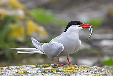 Arctic tern (Sterna paradisaea) with sand eel, Inner Farne, Farne Islands, Northumberland, England, United Kingdom, Europe