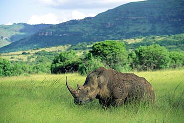 White rhinoceros (rhino), Ceratherium sumum, Itala Game Reserve, KwaZulu-Natal, South Africa, Africa