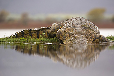 Nile crocodile (Crocodylus niloticus), Zimanga private game reserve, KwaZulu-Natal, South Africa, Africa