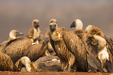 Whitebacked vultures (Gyps africanus), Zimanga private game reserve, KwaZulu-Natal, South Africa, Africa