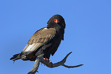 Bateleur (Terathopious ecaudatus) female, Kgalagadi Transfrontier Park, South Africa, Africa