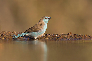 Blue waxbill (Uraeginthus angolensis), Zimanga private game reserve, KwaZulu-Natal, South Africa, Africa