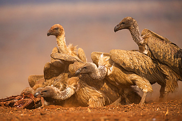 Whitebacked vultures (Gyps africanus) feeding, Zimanga private game reserve, KwaZulu-Natal, South Africa, Africa