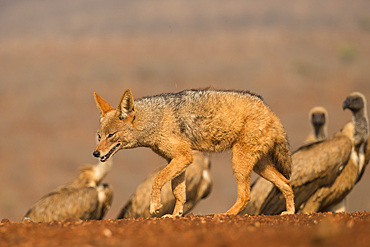 Blackbacked jackal (Canis mesomelas) with whitebacked vultures (Gyps africanus), Zimanga private game reserve, KwaZulu-Natal, South Africa, Africa