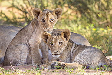 Lion cubs (Panthera leo) in the Kalahari, Kgalagadi Transfrontier Park, Northern Cape, South Africa, Africa