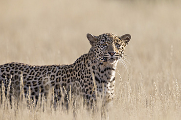 Leopard female (Panthera pardus), Kgalagadi Transfrontier Park, South Africa, Africa