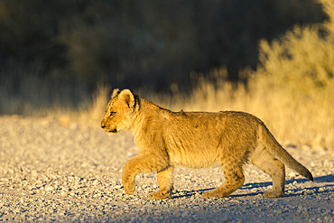 Lion (Panthera leo) cub, Kgalagadi Transfrontier Park, South Africa, Africa