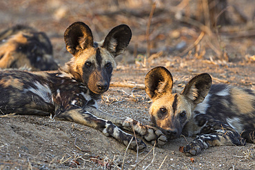 African wild dog (Lycaon pictus) at rest, Kruger National Park, South Africa, Africa