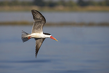 African skimmer (Rhynchops flavirostris), Chobe River, Botswana, Africa